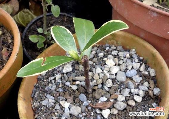 揭秘金边瑞香的寓意与象征 金边瑞香