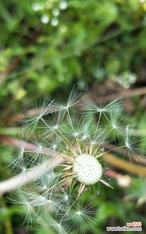 追寻蒲公英的花语与神奇传说 蒲公英的花语与传说