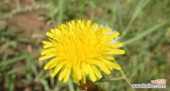 追寻蒲公英的花语与神奇传说 蒲公英的花语与传说