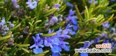 迷迭香的花语是什么 迷迭香的花语及其意义解析