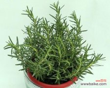 迷迭香的花语是什么 迷迭香的花语及其意义解析