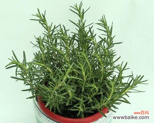 迷迭香的花语是什么 迷迭香的花语及其意义解析