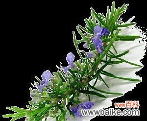 迷迭香的花语是什么 迷迭香的花语及其意义解析