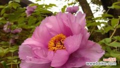 寓意深远的芙蓉花 芙蓉花的象征意义及文化传承