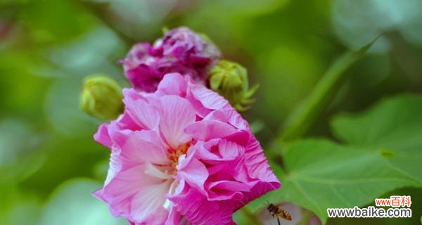 寓意深远的芙蓉花 芙蓉花的象征意义及文化传承