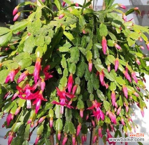 探秘蟹爪兰开花频率和花语的奥秘 蟹爪兰开花次数和花语解读