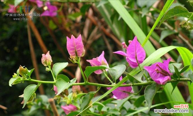 什么花的花语代表光明？了解花语背后的意义是什么？