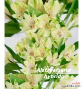 秘鲁百合的文化意义与多样用途 秘鲁百合