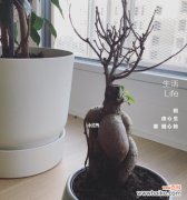 水滴清风润心田 龟背竹浇花的意义与乐趣