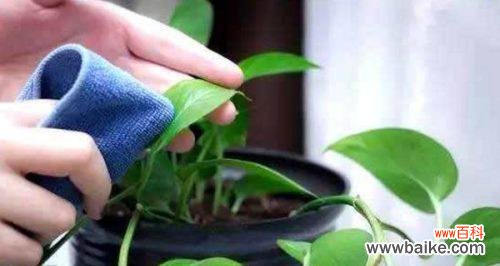 水滴清风润心田 龟背竹浇花的意义与乐趣