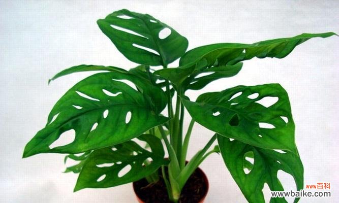 水滴清风润心田 龟背竹浇花的意义与乐趣