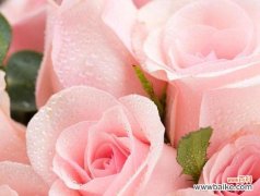 32朵玫瑰花语的含义与传统 32朵玫瑰的花语揭秘