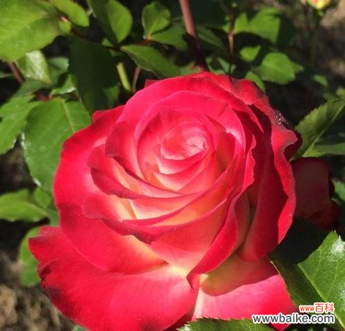 32朵玫瑰花语的含义与传统 32朵玫瑰的花语揭秘