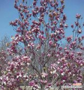 以花为媒 友谊长存的花——相伴永恒的情谊