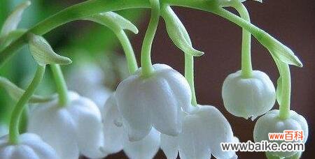 铃兰花的花语传递着美丽与希望 铃兰花