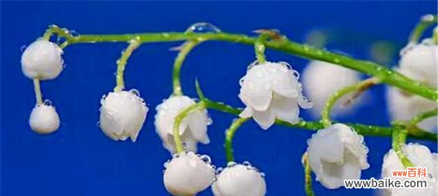 铃兰花的花语传递着美丽与希望 铃兰花