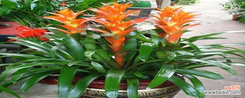 根据寓意选购新年花卉 新年花卉选择指南