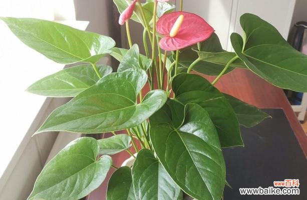 根据寓意选购新年花卉 新年花卉选择指南