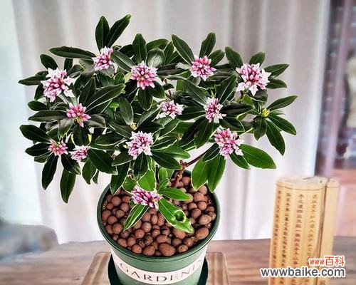 根据寓意选购新年花卉 新年花卉选择指南