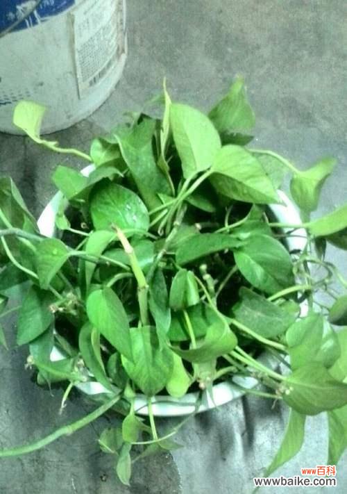 探寻以心叶藤的神秘花语及其在人们生活中的意义 以心叶藤