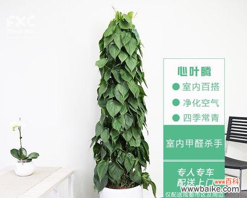 探寻以心叶藤的神秘花语及其在人们生活中的意义 以心叶藤