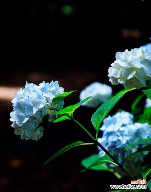 什么花代表归来？花语中归来含义的花卉有哪些？