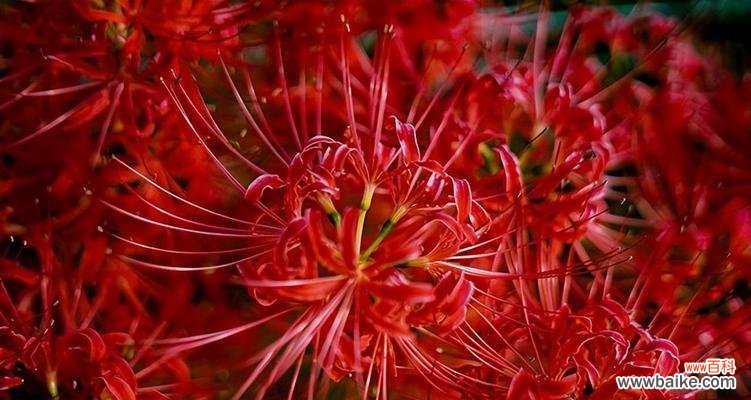 什么花代表归来？花语中归来含义的花卉有哪些？