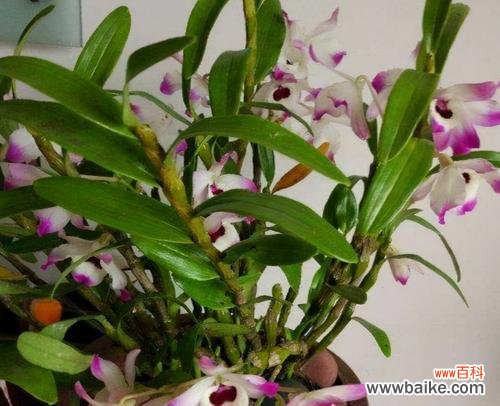 探寻石斛花开的兆头与意义 以石斛开花，寓意繁华绽放