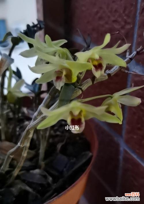 探寻石斛花开的兆头与意义 以石斛开花，寓意繁华绽放