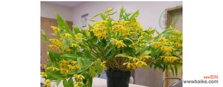 探寻石斛花开的兆头与意义 以石斛开花，寓意繁华绽放