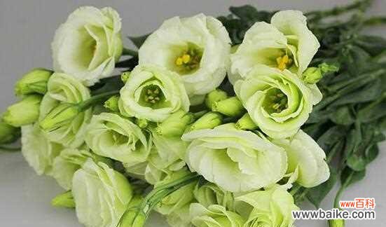 请求原谅的玫瑰花语及其含义 以玫瑰花的花语为主题的文章