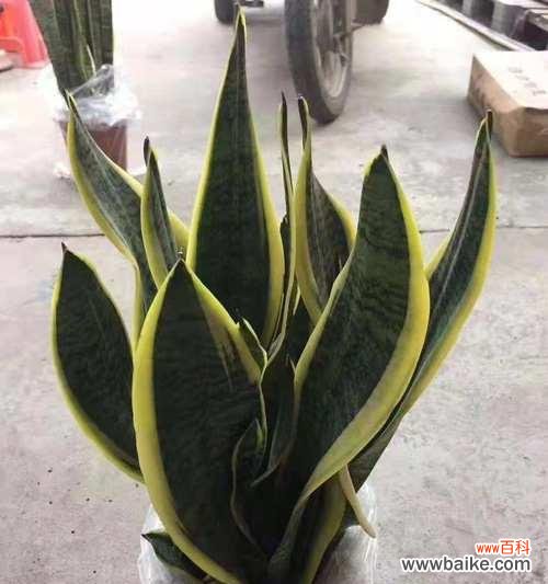 从风水角度解读金虎花的神奇魅力 金虎花风水寓意与作用