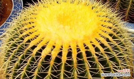 从风水角度解读金虎花的神奇魅力 金虎花风水寓意与作用