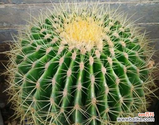 从风水角度解读金虎花的神奇魅力 金虎花风水寓意与作用