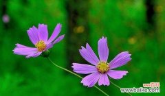 揭示格桑花所蕴含的情感与信仰 格桑花的寓意与象征意义