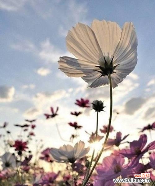 探索大波斯菊花的丰富花语 大波斯菊花的花语及其意义