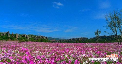 探索大波斯菊花的丰富花语 大波斯菊花的花语及其意义