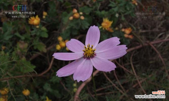 探索大波斯菊花的丰富花语 大波斯菊花的花语及其意义