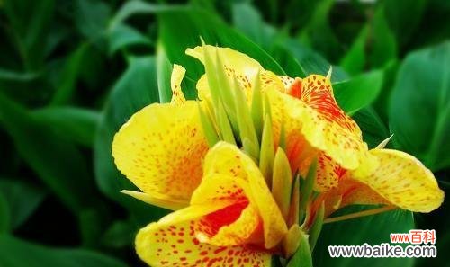 美人蕉花语的传承与解读 探寻美人蕉花语的深意