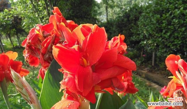 美人蕉花语的传承与解读 探寻美人蕉花语的深意