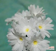 扶郎花的含义与象征 以扶郎的花语，诉说爱的故事