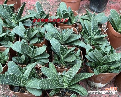 揭秘多肉芦荟的神秘语言 多肉芦荟的花语与寓意