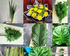 探索以羊齿的神秘与美丽 以羊齿花语与含义解读