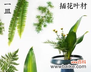 探索以羊齿的神秘与美丽 以羊齿花语与含义解读