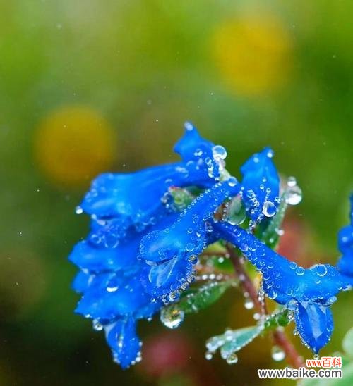 什么花代表加油努力？花语中有哪些鼓励的含义？