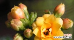 什么花代表坚持？花语中坚持的花有哪些？