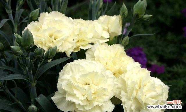 什么花代表坚持?花语中坚持的花有哪些?