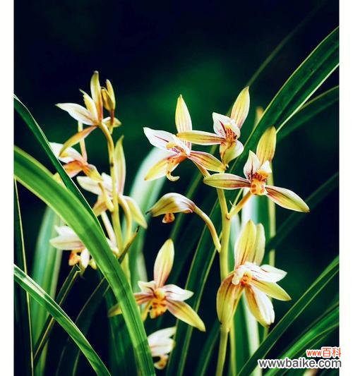 解读兰花的花语及象征意义 探秘兰花语的深意