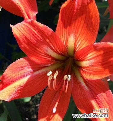 解读兰花的花语及象征意义 探秘兰花语的深意