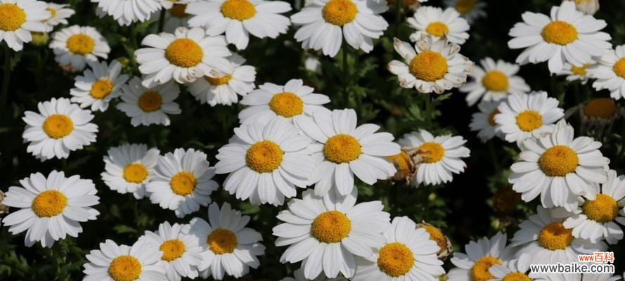 赏析可爱的小雏菊 小雏菊图片及花语大全